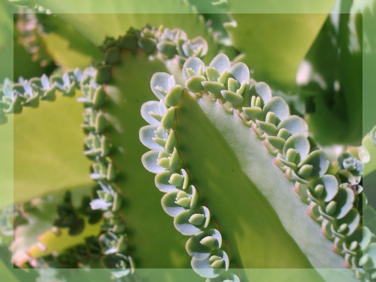 Fonds d'cran Nature Plantes - Arbustes DENTELLE DE PLANTE