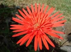 Fonds d'cran Nature gerbera