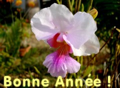 Wallpapers Nature Bonne et heureuse anne 2007