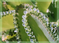 Fonds d'cran Nature DENTELLE DE PLANTE