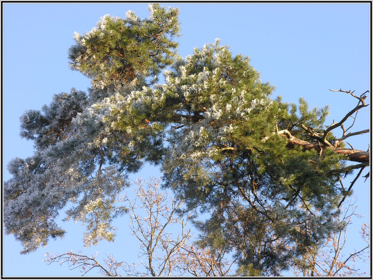 Fonds d'cran Nature Feuilles - Feuillages 