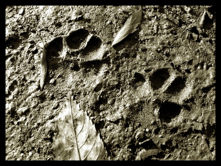 Fonds d'cran Animaux Chiens Sur les traces de London