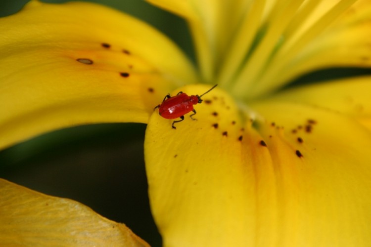 Fonds d'cran Nature Fleurs Discovering the world