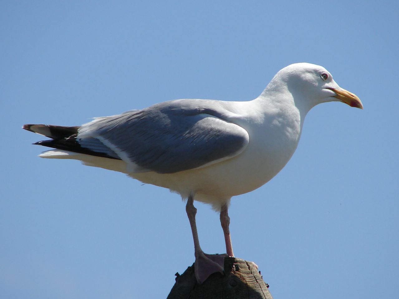 Wallpapers Trips : Europ France > Bretagne mouette