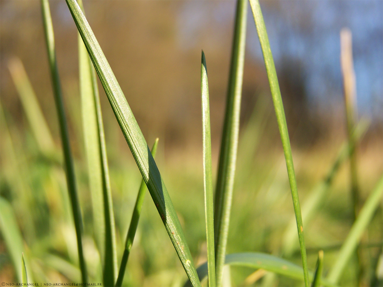 Fonds d'cran Nature Herbes Simple brins d'herbe