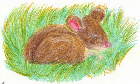 Fonds d'cran Art - Crayon Animaux - Souris Souris des champs