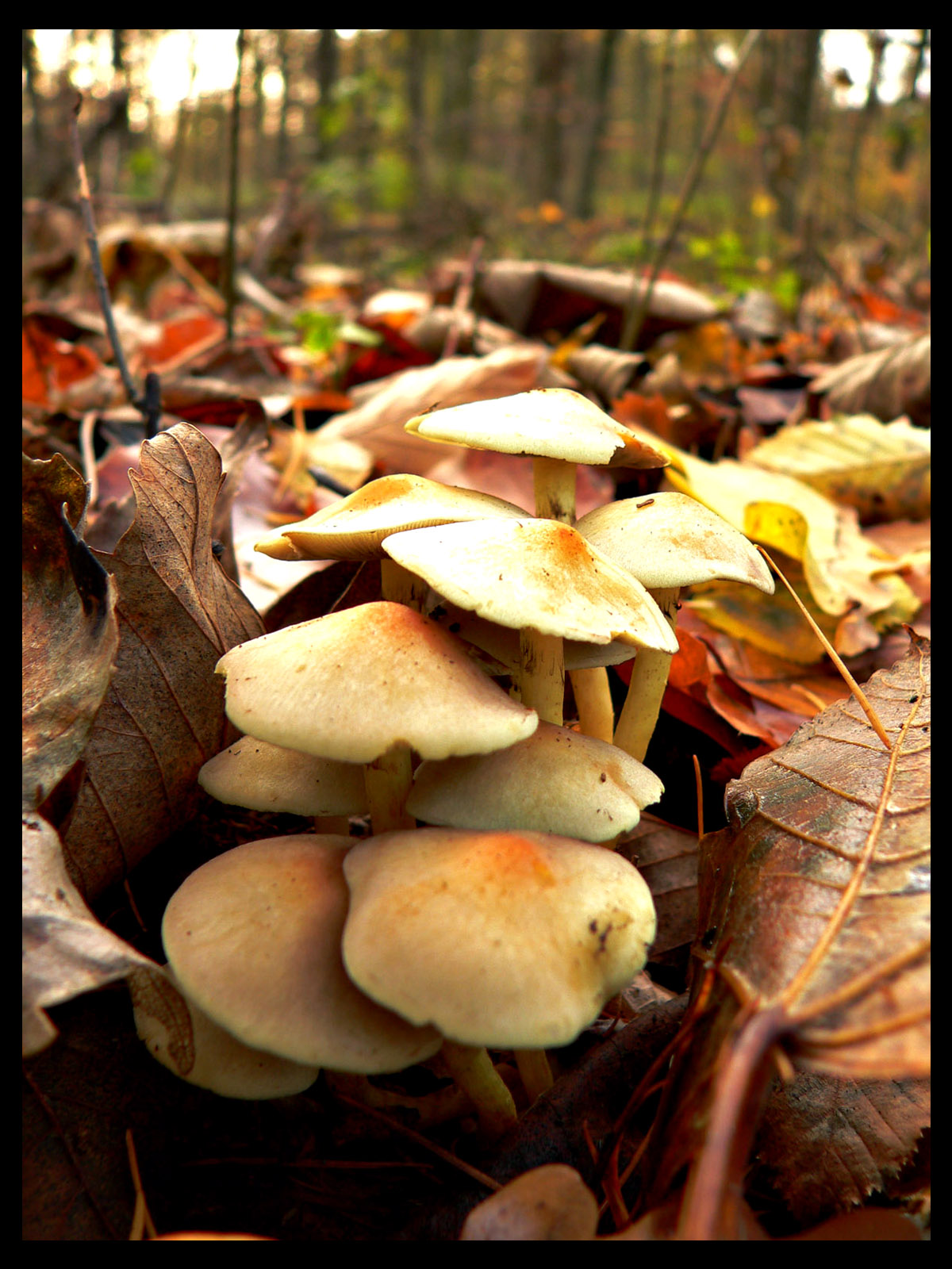 Fonds d'cran Nature Champignons 2