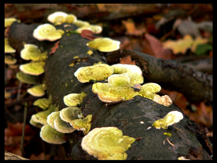 Fonds d'cran Nature Champignons 1