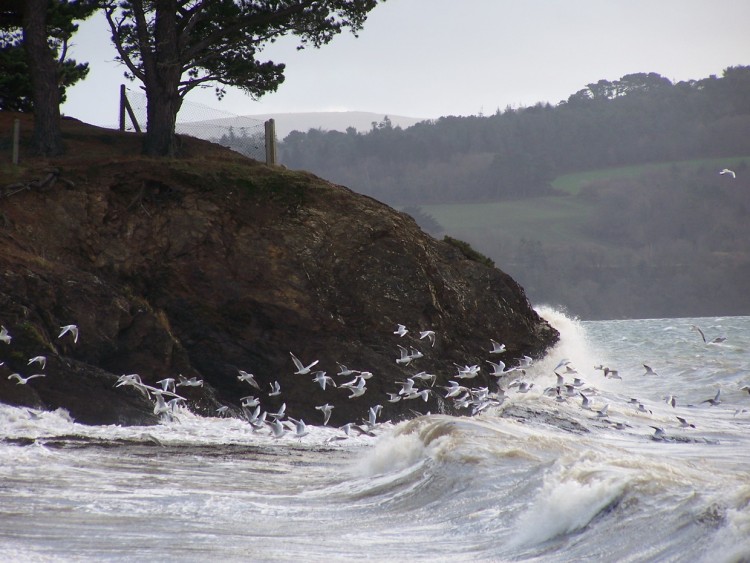 Fonds d'cran Nature Mers - Ocans - Plages Vol de mouettes