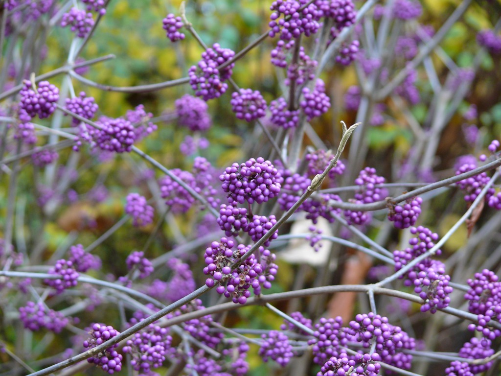 Fonds d'cran Nature Fleurs 