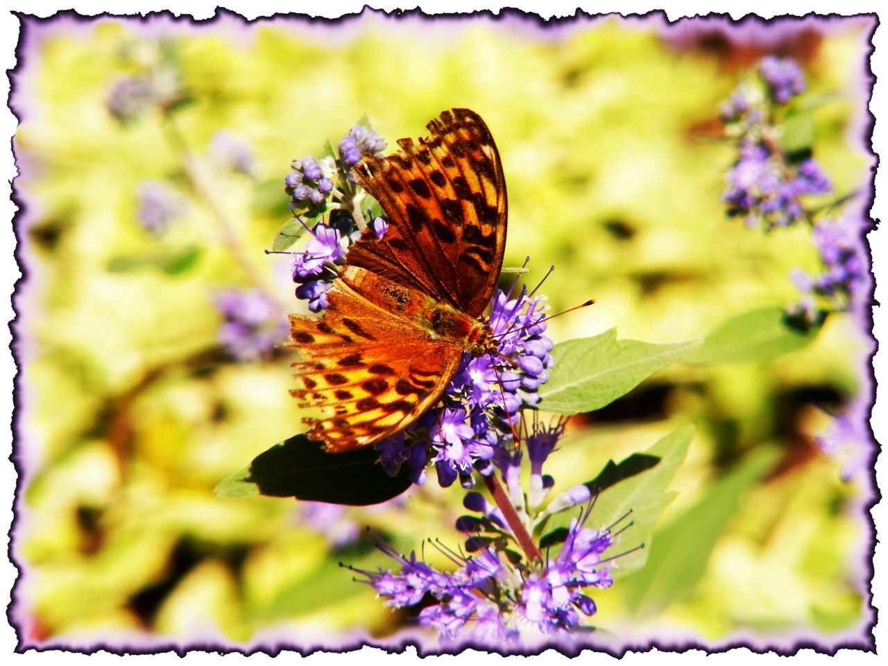 Wallpapers Animals Insects - Butterflies 