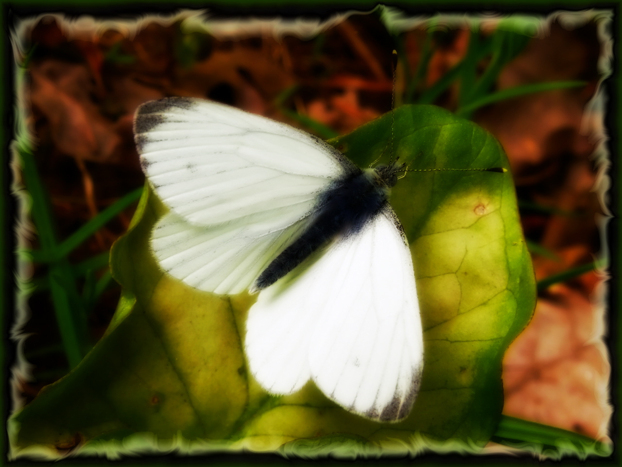 Fonds d'cran Animaux Insectes - Papillons 