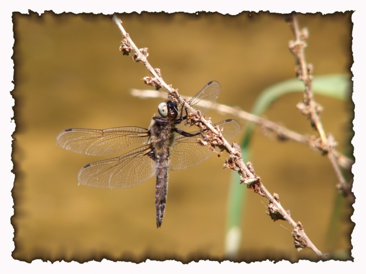 Wallpapers Animals Insects - Dragonflies Wallpaper N160649