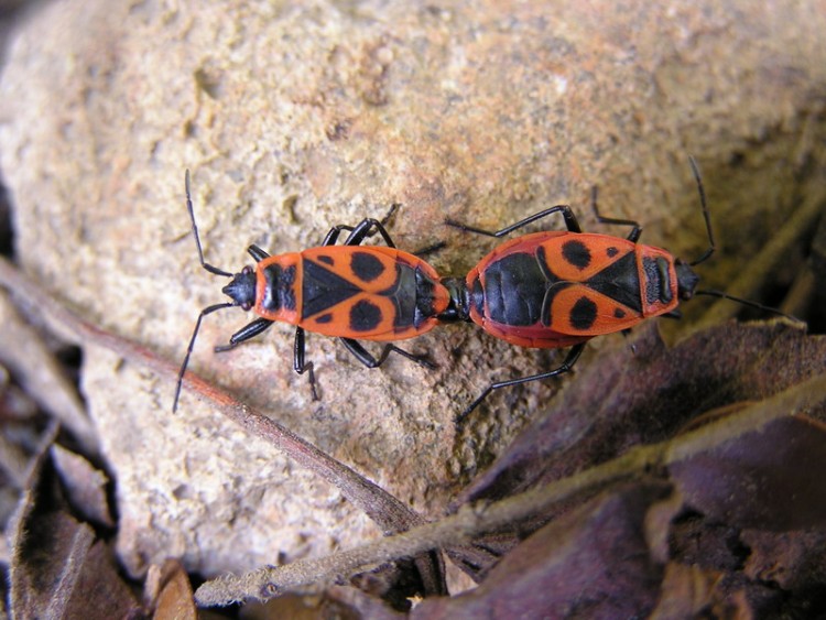 Fonds d'cran Animaux Insectes - Gendarmes gendarmes