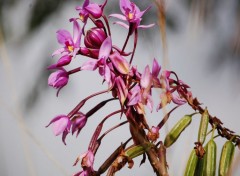 Wallpapers Nature orchide sauvage