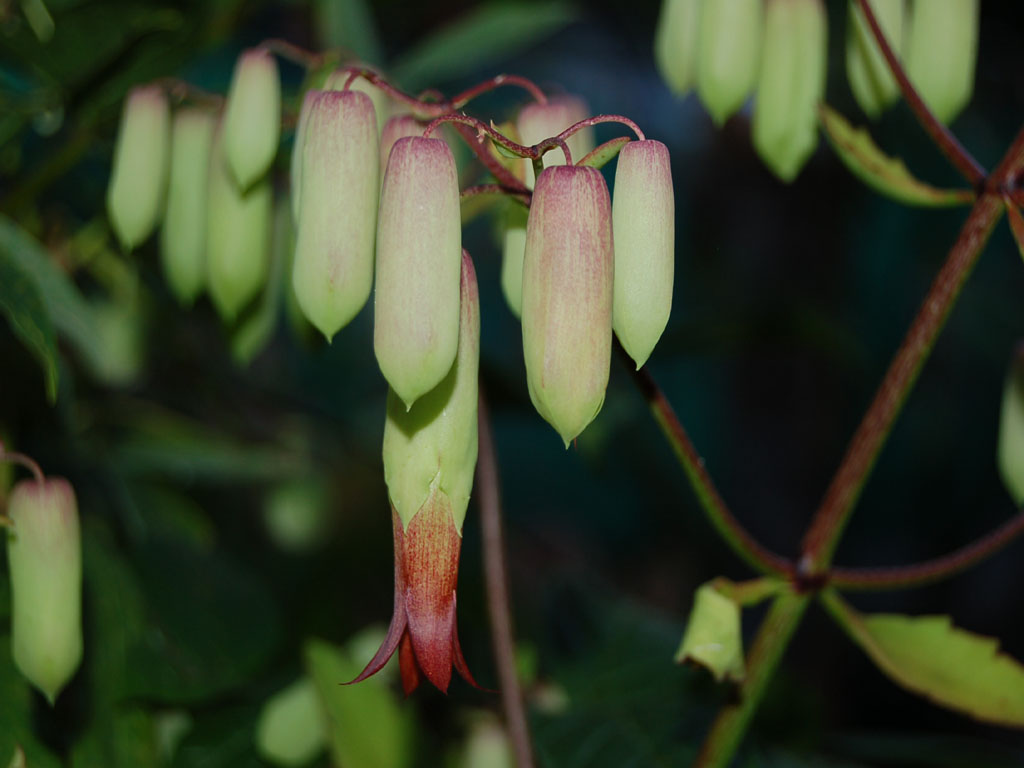 Fonds d'cran Nature Fleurs 