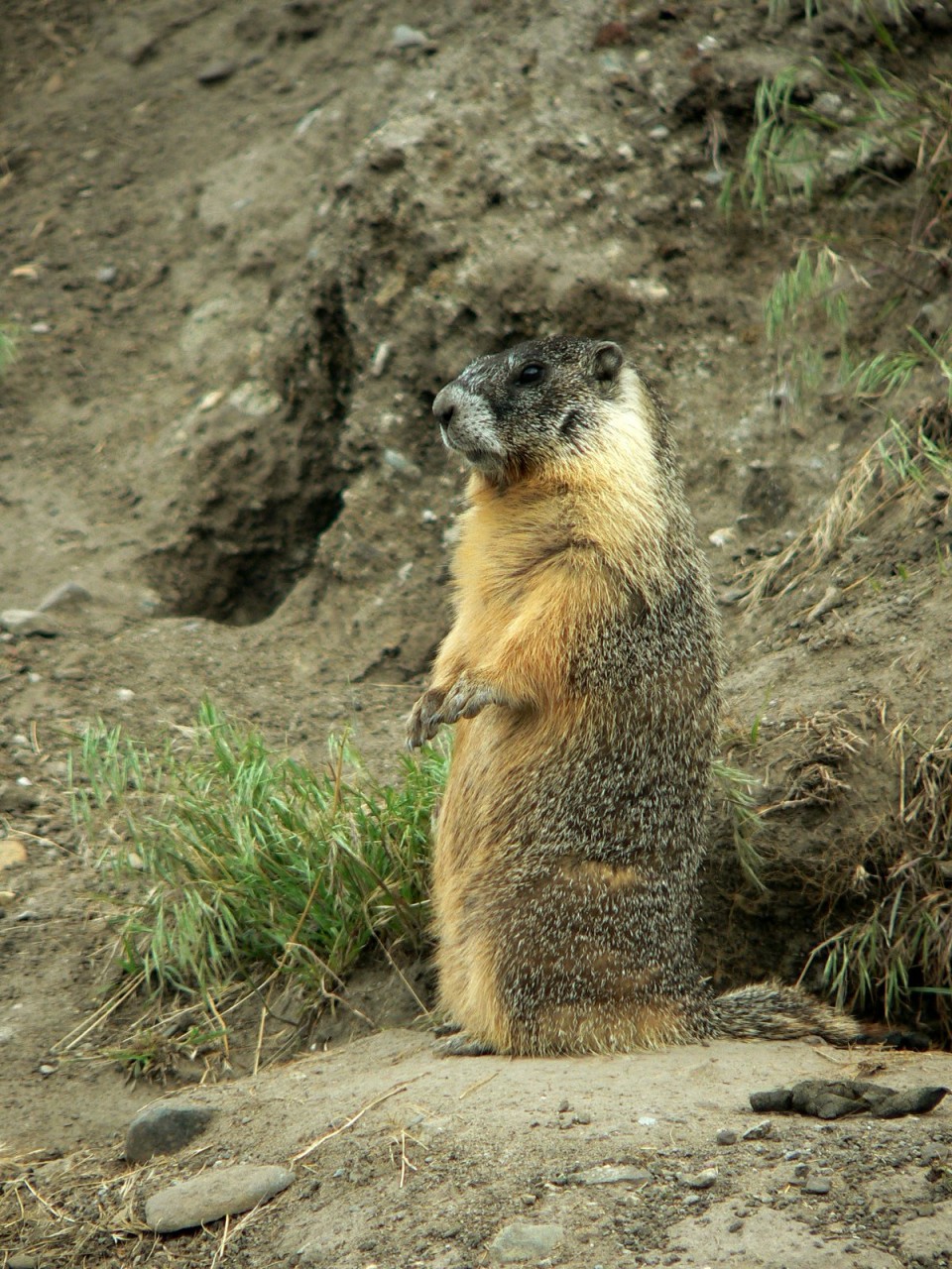 Fonds d'cran Animaux Rongeurs - Divers marmotte