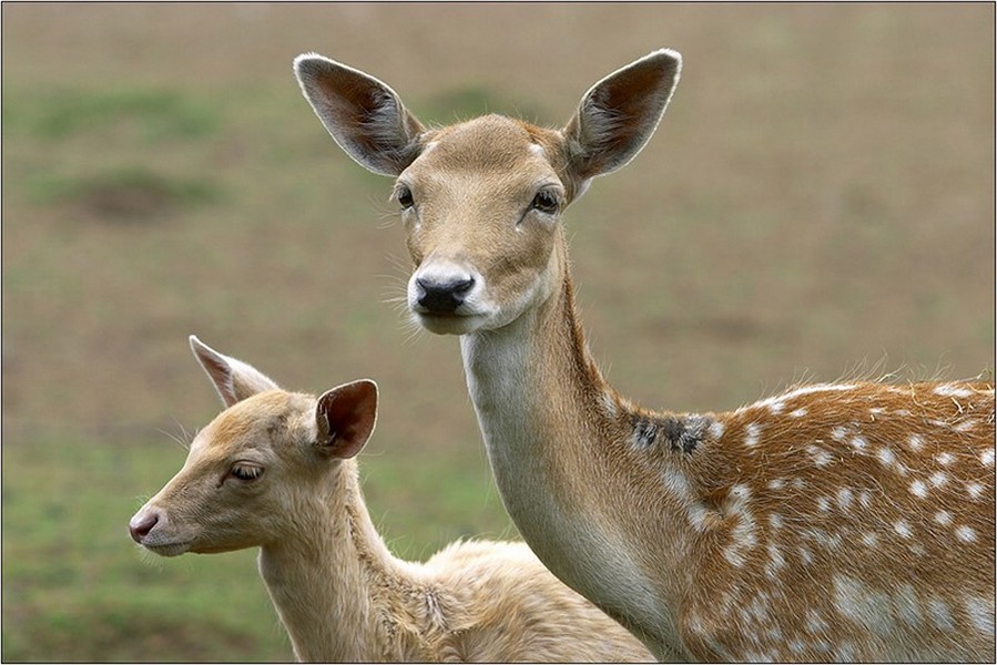 Wallpapers Animals Cervids biche et son petit