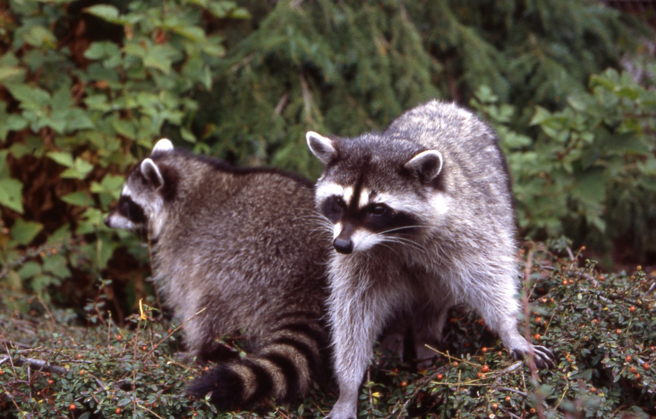 Wallpapers Animals Raccoons ratons laveurs