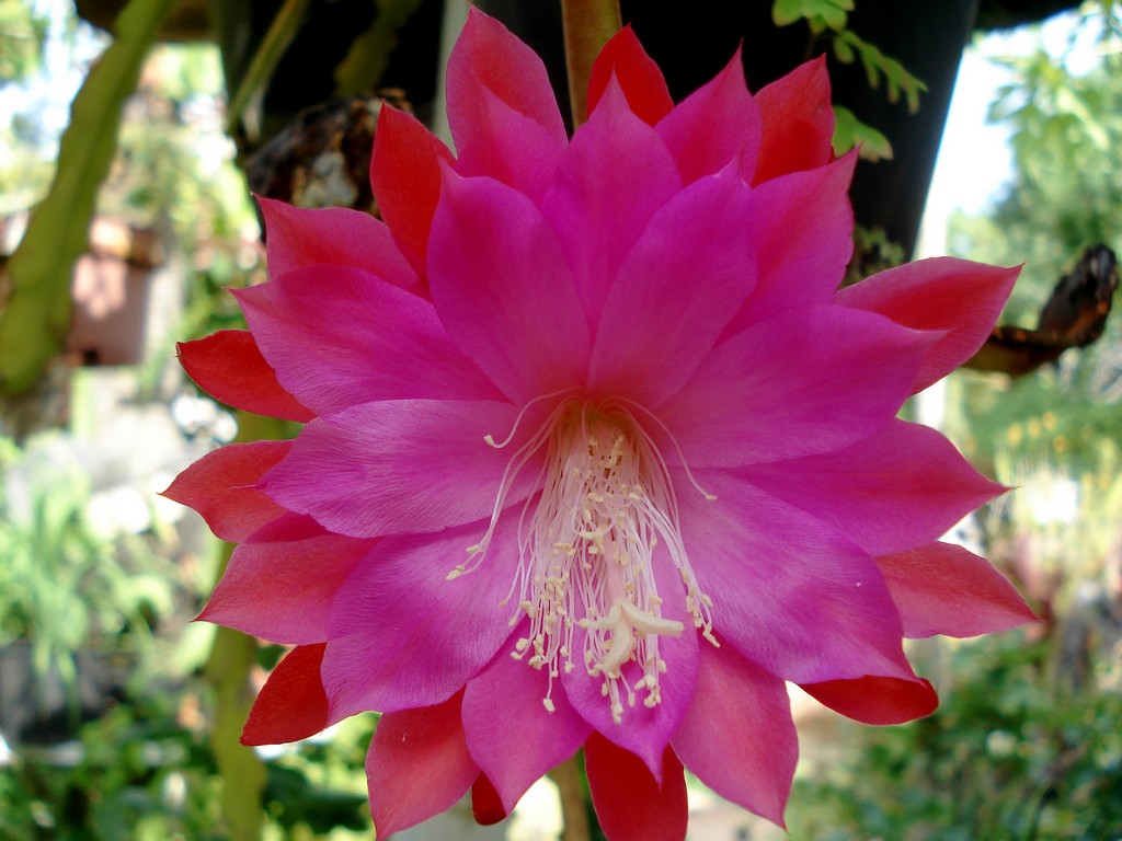 Fonds d'cran Nature Fleurs FLEUR DE CACTUS