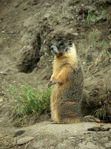 Fonds d'cran Animaux Rongeurs - Divers marmotte