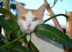 Fonds d'cran Animaux POSE