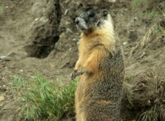 Fonds d'cran Animaux marmotte