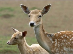 Fonds d'cran Animaux biche et son petit