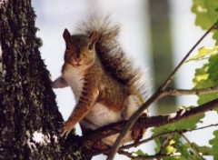 Fonds d'cran Animaux ecureuil canadien