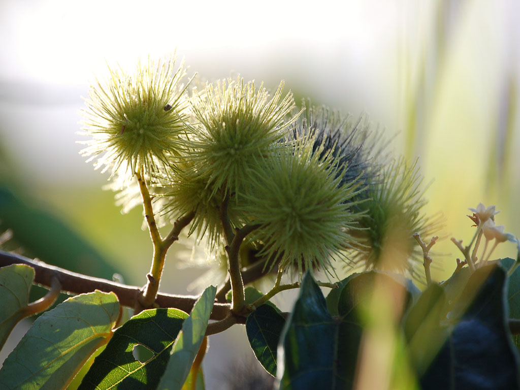 Fonds d'cran Nature Fleurs oursin vgtal