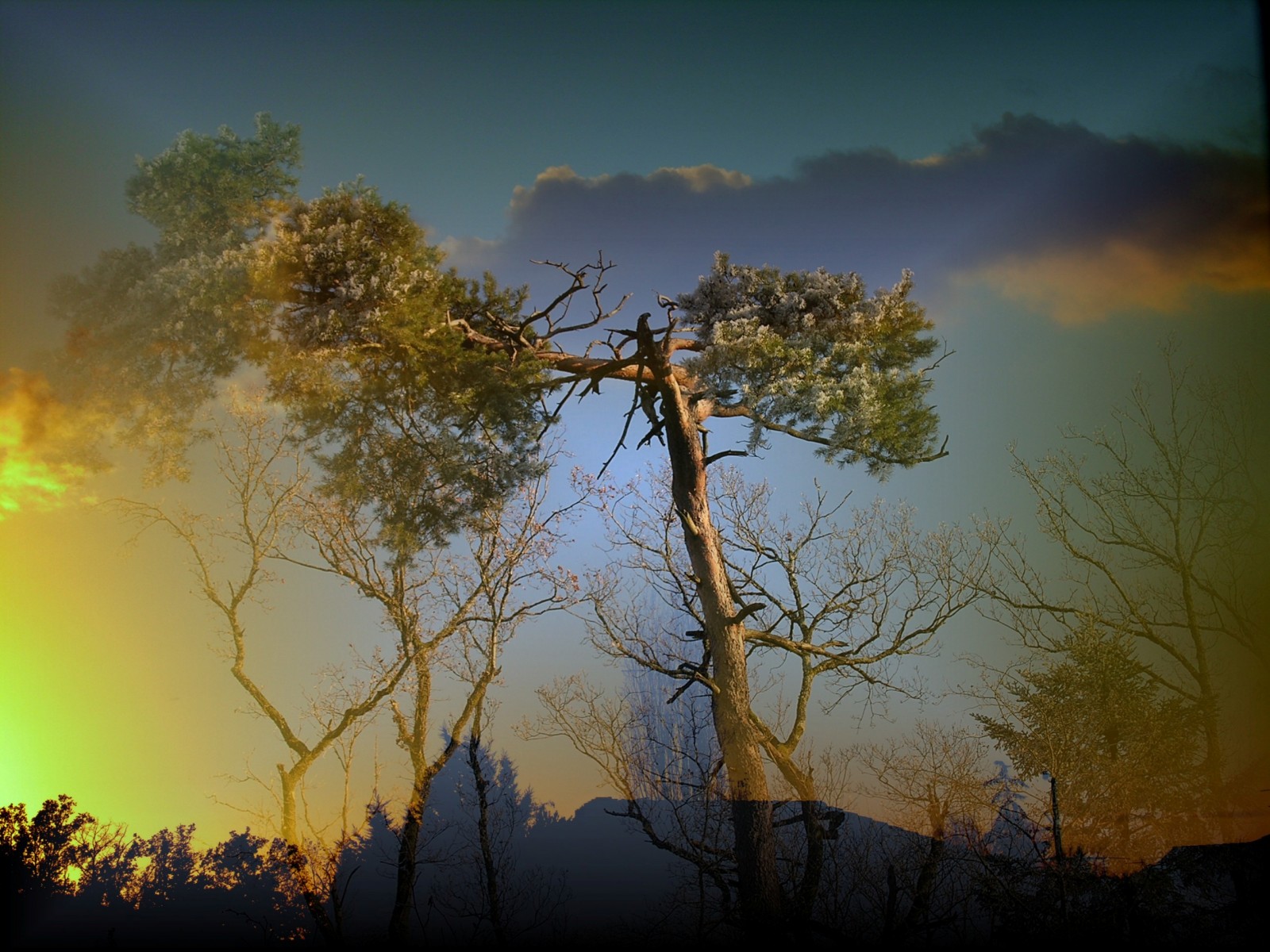 Fonds d'cran Nature Divers - Compositions 