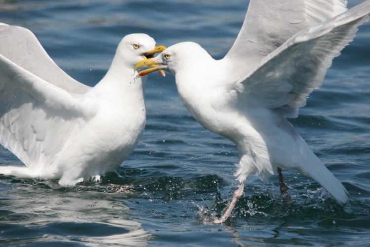 Wallpapers Animals Birds - Gulls Comptition !!!