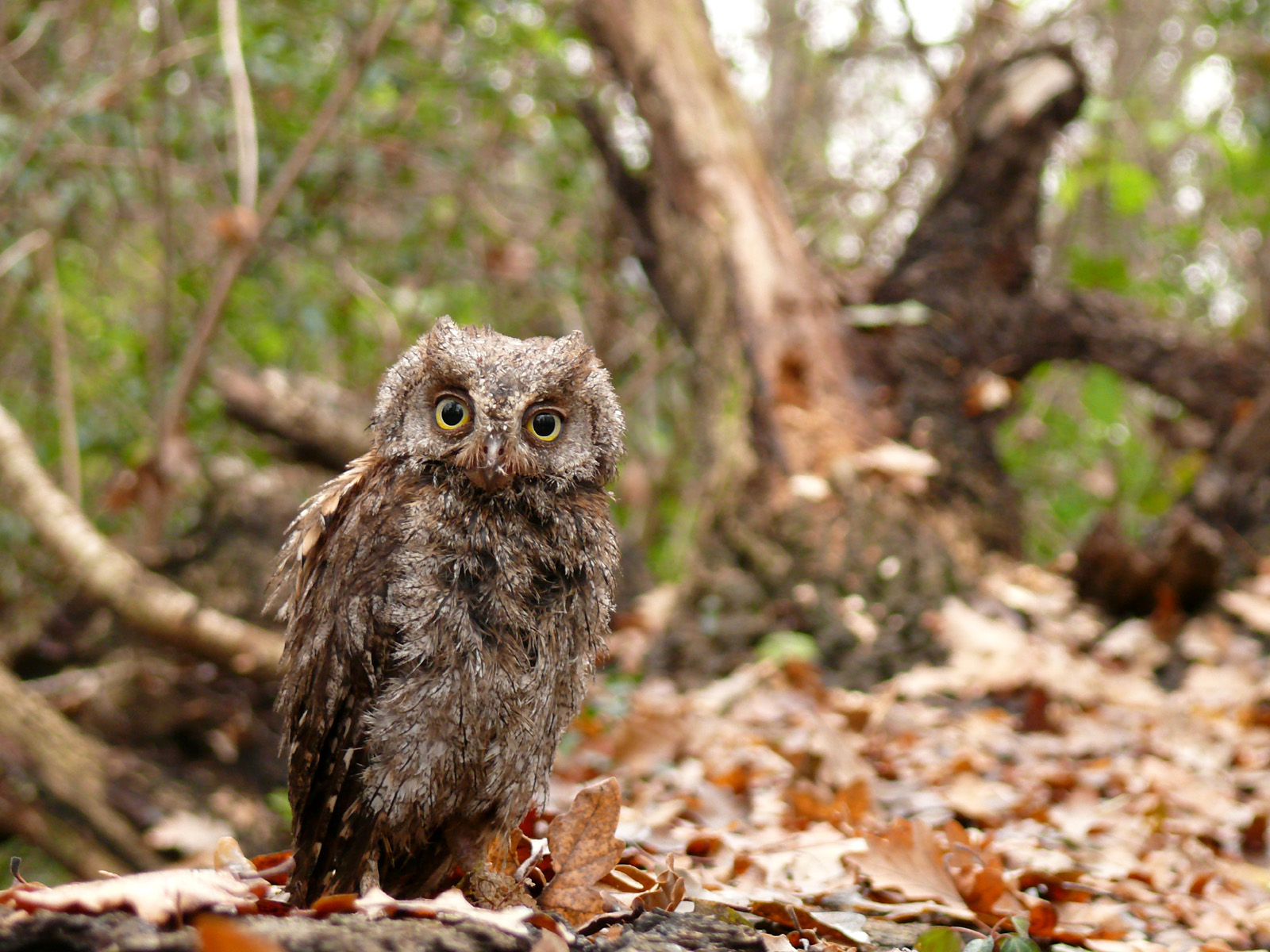 Wallpapers Animals Birds - Raptors Petit Duc en Fort