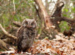 Fonds d'cran Animaux Petit Duc en Fort