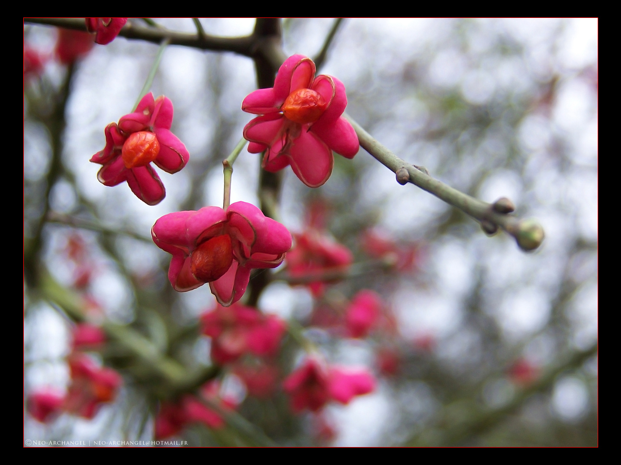 Wallpapers Nature Flowers Trio rouge