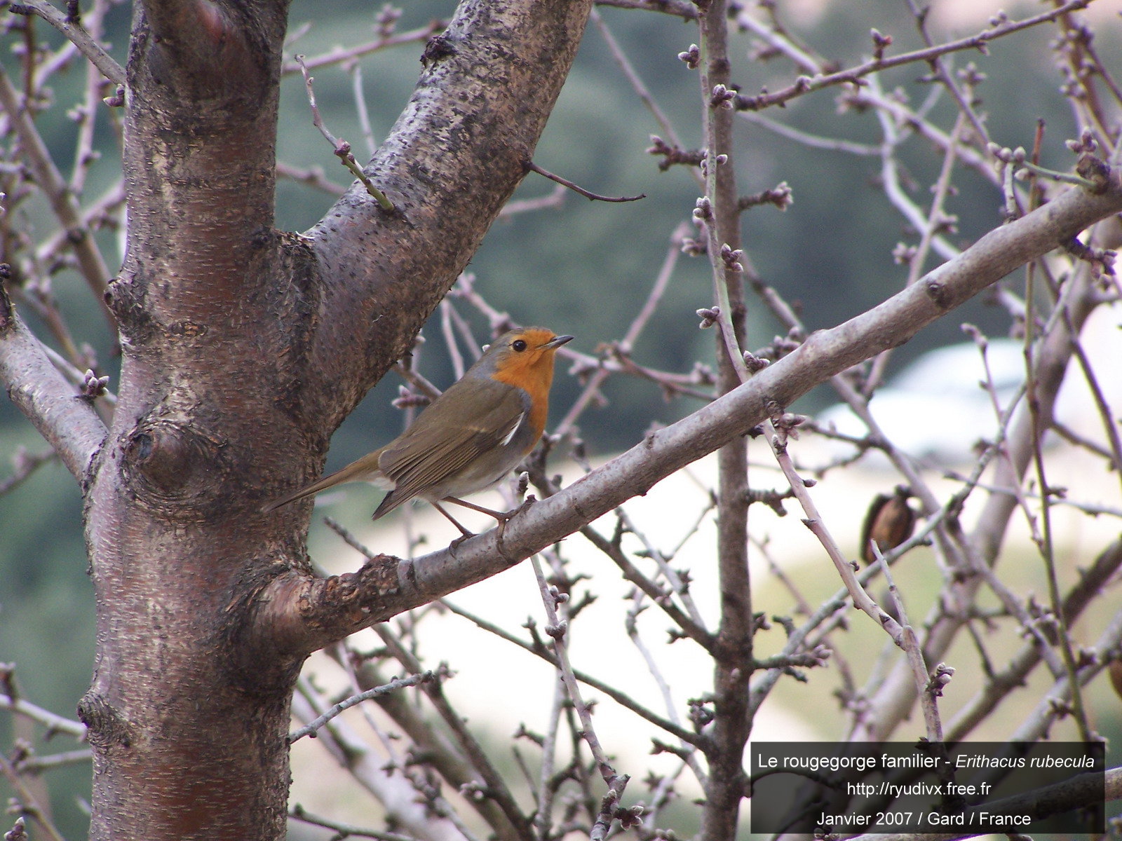 Wallpapers Animals Birds - Rougegorges Le rougegorge familier