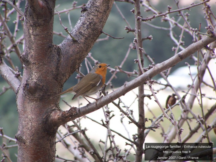 Fonds d'cran Animaux Oiseaux - Rougegorges Le rougegorge familier