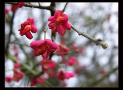 Fonds d'cran Nature Trio rouge