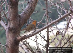 Fonds d'cran Animaux Le rougegorge familier