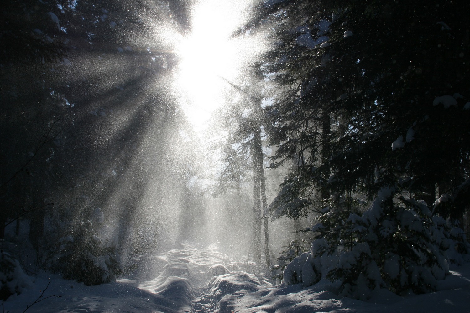 Fonds d'cran Nature Arbres - Forts Vent, neige, arbres, soleil, a donne a.