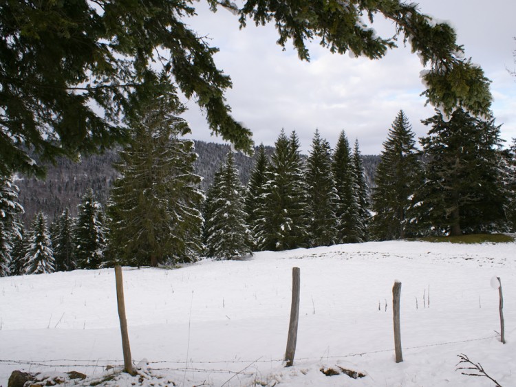 Wallpapers Nature Saisons - Winter le haut jura l hivers