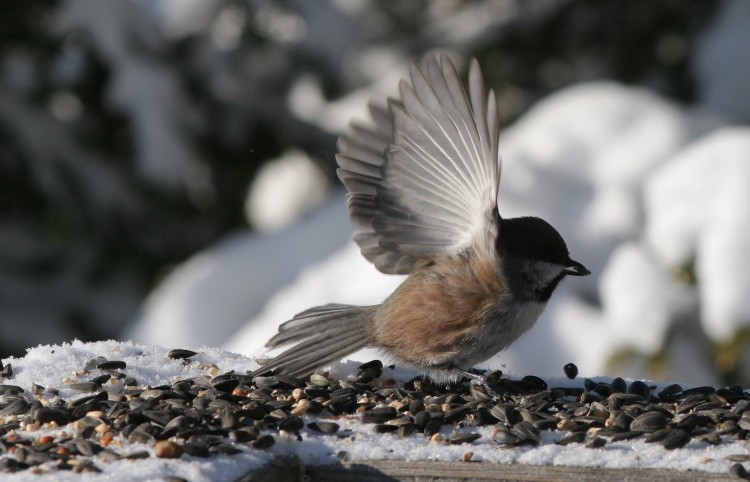 Fonds d'cran Animaux Oiseaux - Divers Manger et partir.