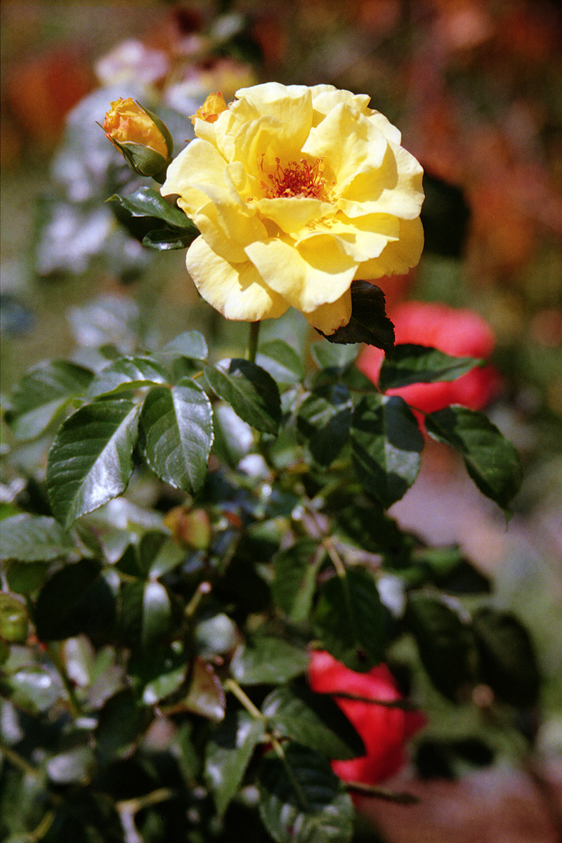 Fonds d'cran Nature Fleurs Rose jaune