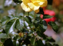 Fonds d'cran Nature Rose jaune