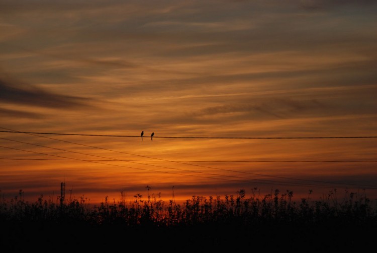 Fonds d'cran Nature Ciel - Nuages Oiseaux amoureux