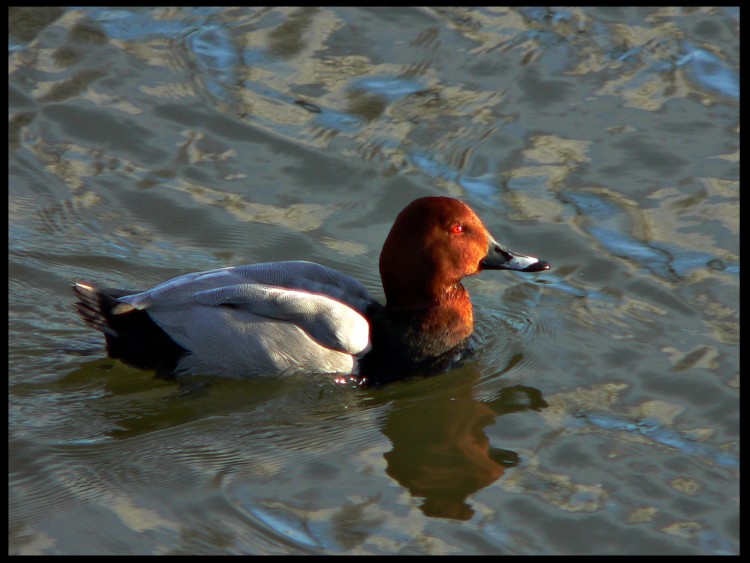 Wallpapers Animals Birds - Ducks funigule 2