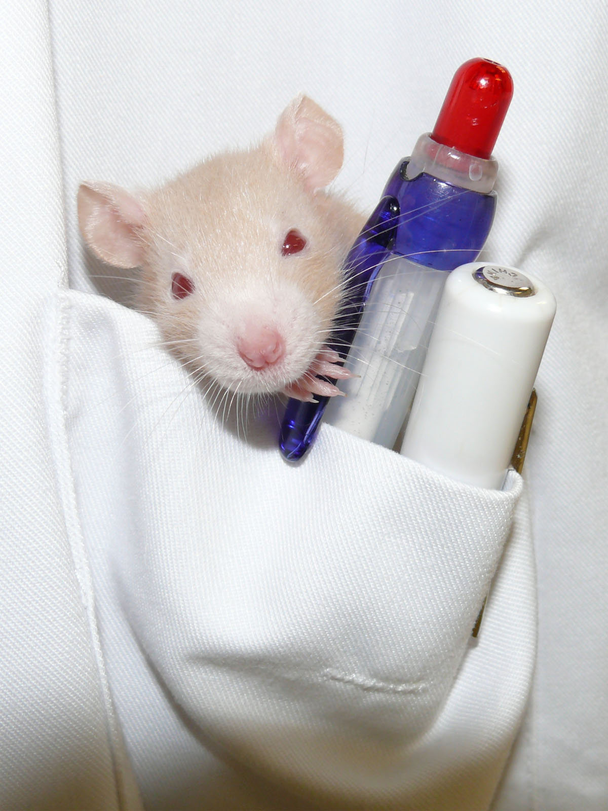 Fonds d'cran Animaux Rongeurs - Divers Petit Rat de Poche