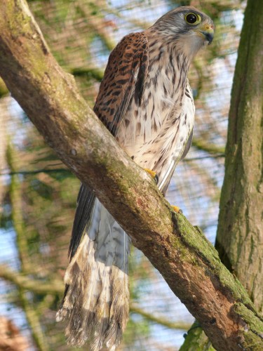 Fonds d'cran Animaux Oiseaux - Rapaces divers Faucon Crcerelle