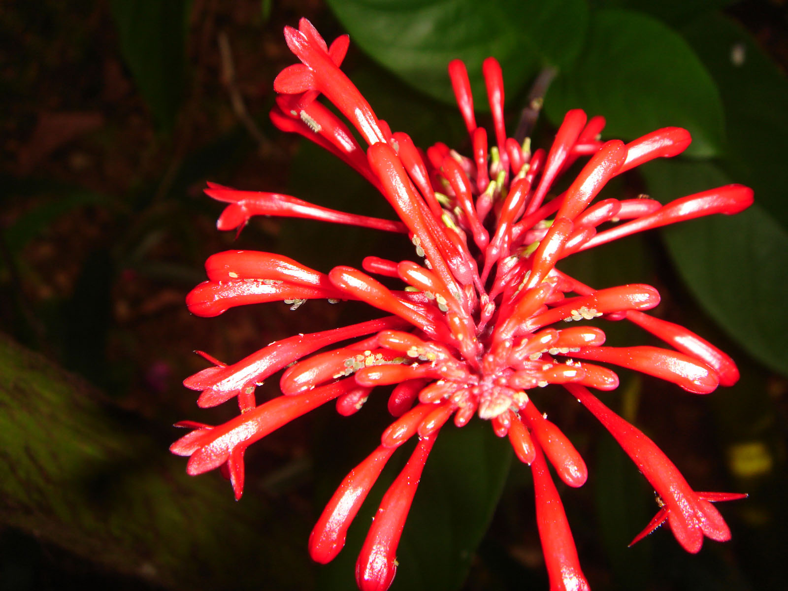 Fonds d'cran Nature Fleurs 