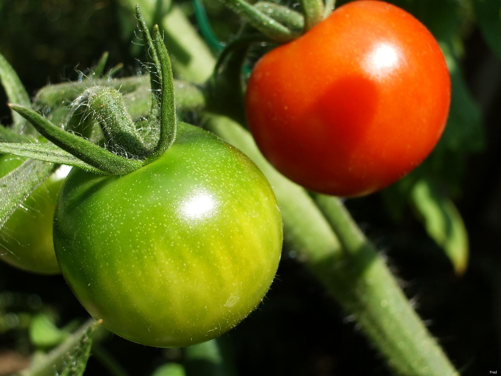 Fonds d'cran Nature Lgumes les tomates de ma maman